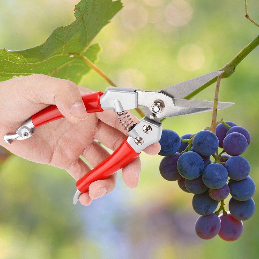 Gunting Pangkas Tanaman Guntin - Pruning Shears ulasan dan harga