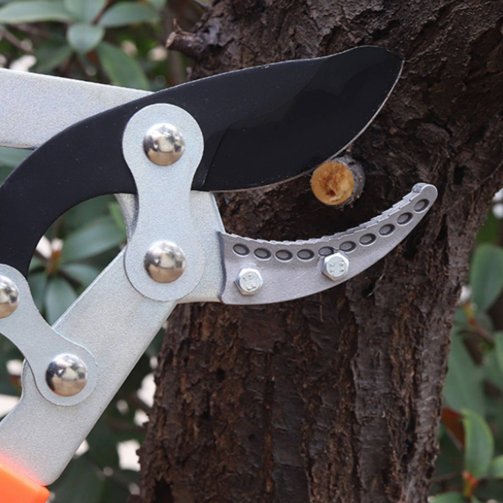 Pemangkas Cabang Teleskopik Pi - Pruning Shears ulasan dan harga